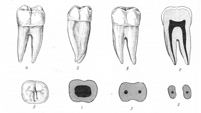Постоянные зубы