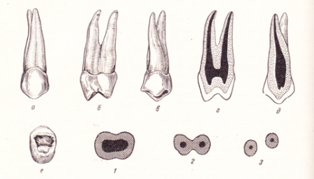 Постоянные зубы